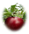 りんご花弁の凍霜害防除効果